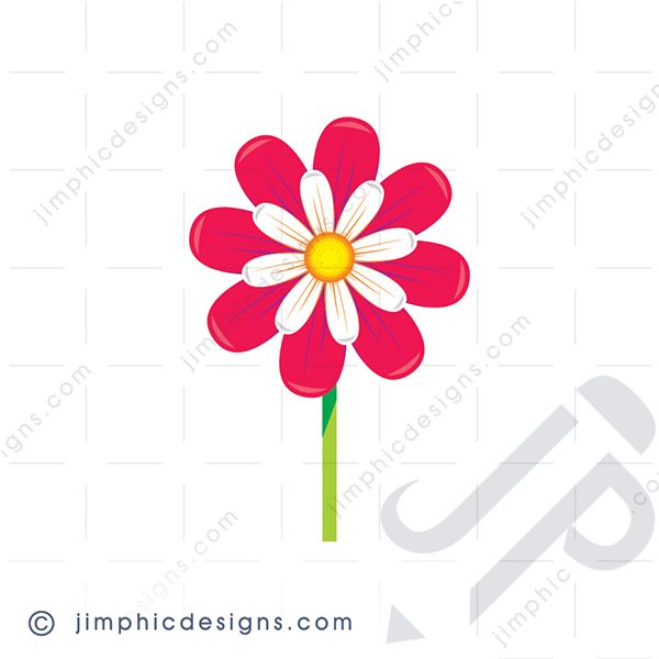Iconic daisy type flower in a pinkish red and white color.