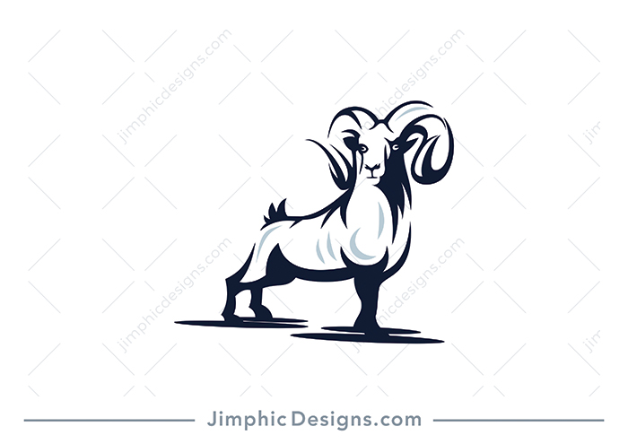 Charming ram animal standing very proudly with his chest puffed.